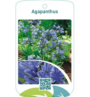 Agapanthus  blauw