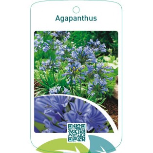 Agapanthus  blauw
