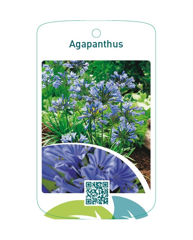 Agapanthus  blauw