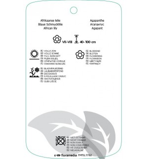 Etichette di Agapanthus  blauw *
