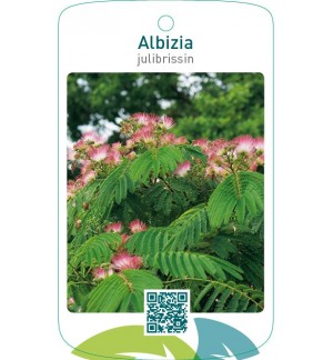 Albizia julibrissin