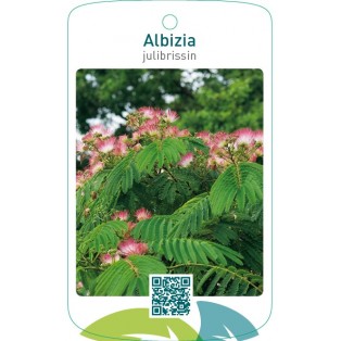 Albizia julibrissin