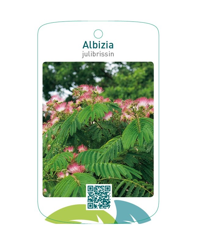 Albizia julibrissin