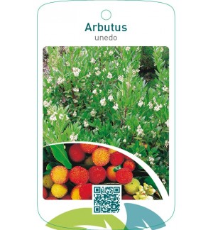 Arbutus unedo