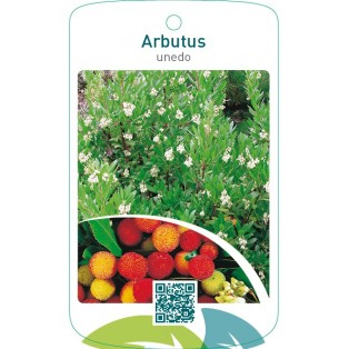 Arbutus unedo