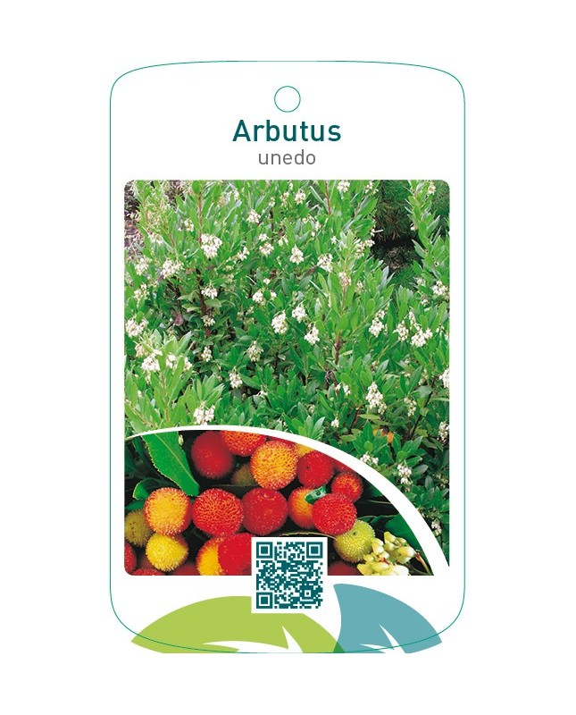 Arbutus unedo