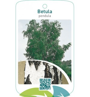 Betula pendula