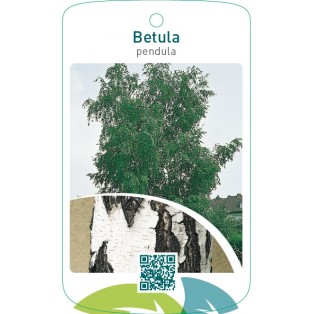 Betula pendula