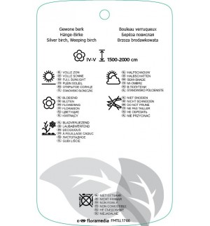 Etichette di Betula pendula *