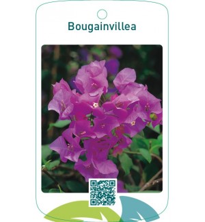 Bougainvillea pink/creme