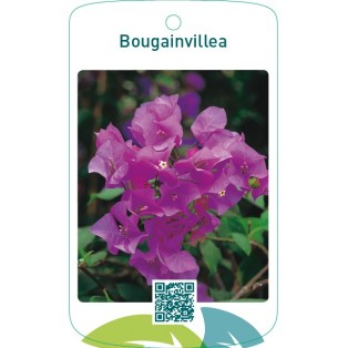 Bougainvillea pink/creme