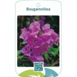 Bougainvillea pink/creme