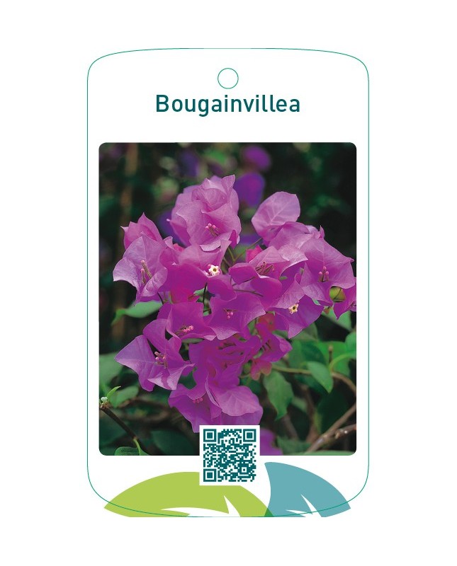Bougainvillea pink/creme