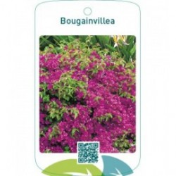 Bougainvillea red