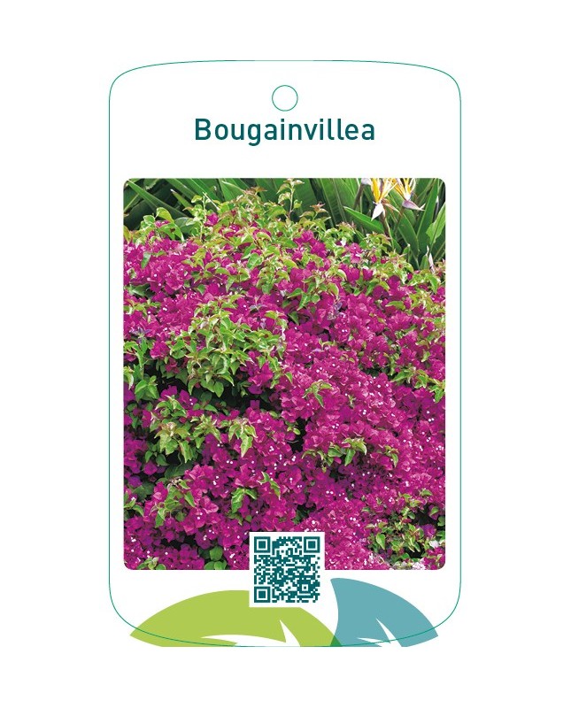Bougainvillea red