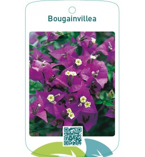 Bougainvillea violet