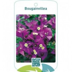 Bougainvillea violet