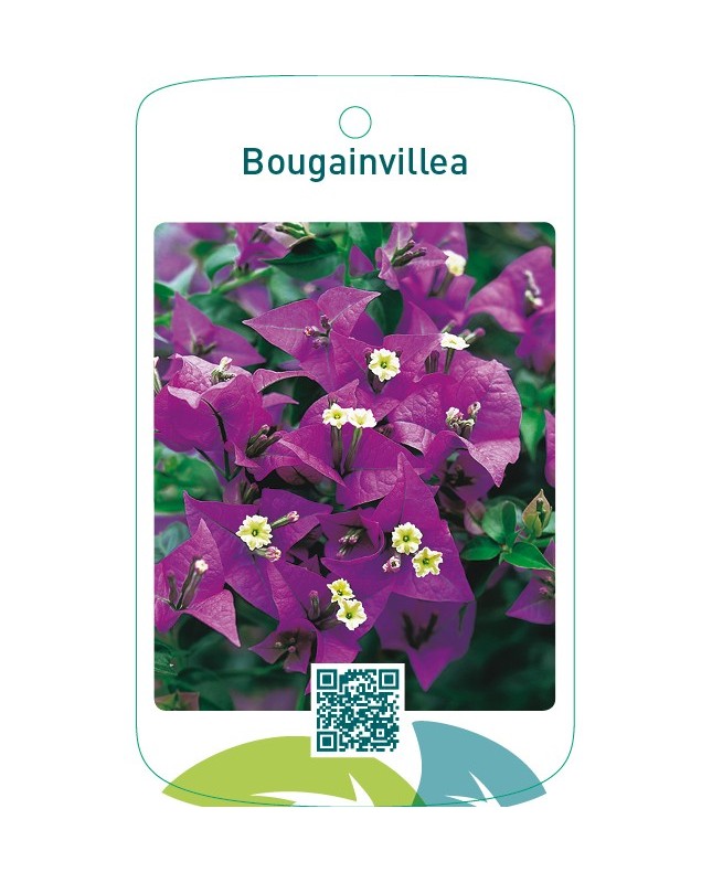 Bougainvillea violet