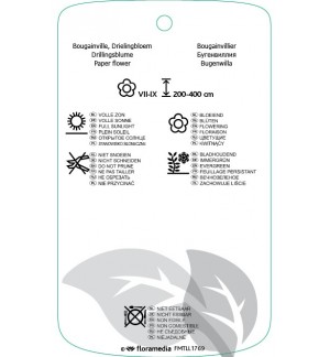 Etichette di Bougainvillea violet *