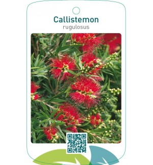 Callistemon rugulosus