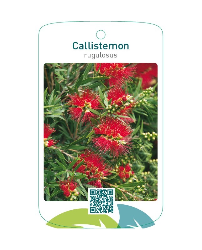 Callistemon rugulosus