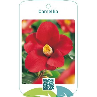 Camellia  enkelrood