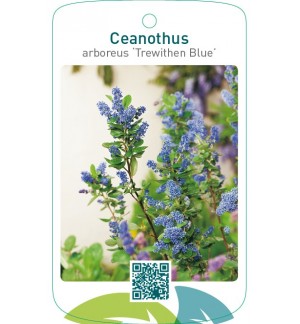 Ceanothus arboreus ‘Trewithen Blue’