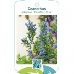 Ceanothus arboreus ‘Trewithen Blue’