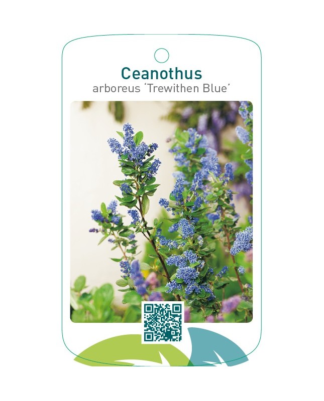 Ceanothus arboreus ‘Trewithen Blue’