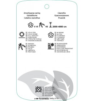 Etichette di Ceanothus arboreus ‘Trewithen Blue’ *