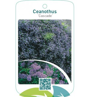 Ceanothus ‘Cascade’