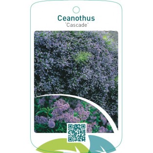 Ceanothus ‘Cascade’
