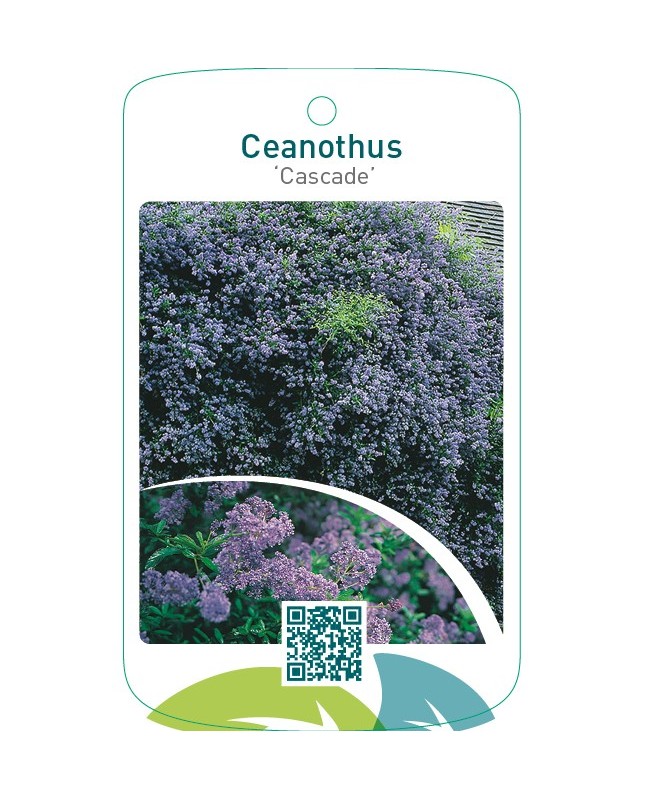 Ceanothus ‘Cascade’