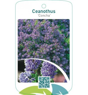 Ceanothus ‘Concha’