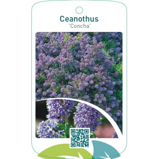 Ceanothus ‘Concha’