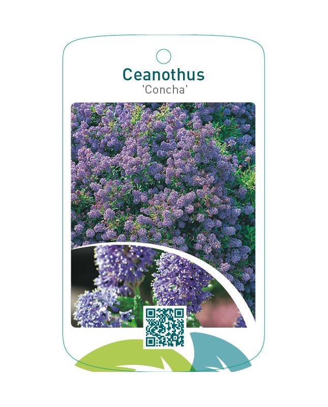 Ceanothus ‘Concha’