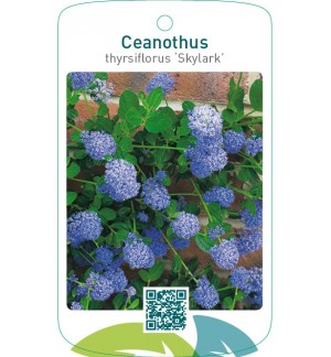 Ceanothus thyrsiflorus ‘Skylark’