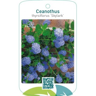 Ceanothus thyrsiflorus ‘Skylark’