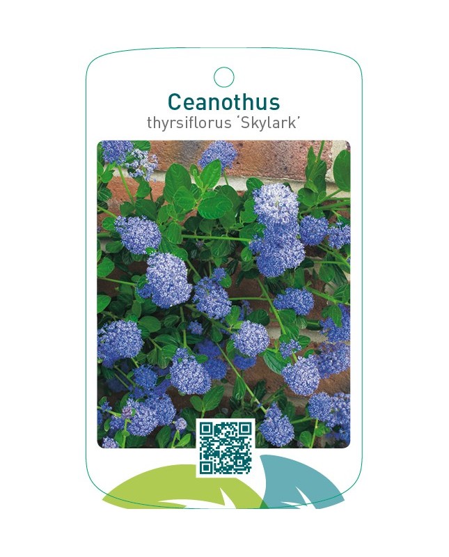 Ceanothus thyrsiflorus ‘Skylark’