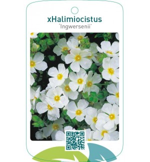 Cistus xhalimiocistus ‘Ingwersenii’