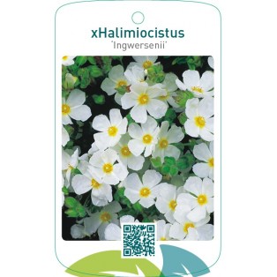 Cistus xhalimiocistus ‘Ingwersenii’