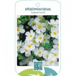 Cistus xhalimiocistus ‘Ingwersenii’