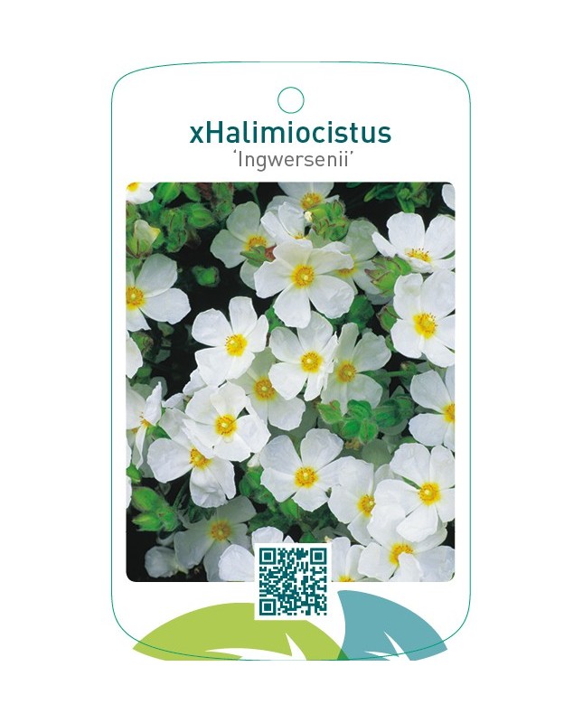 Cistus xhalimiocistus ‘Ingwersenii’