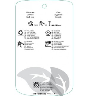 Etichette di Cistus xhalimiocistus ‘Ingwersenii’ *