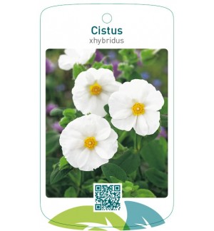 Cistus xhybridus