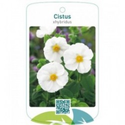 Cistus xhybridus