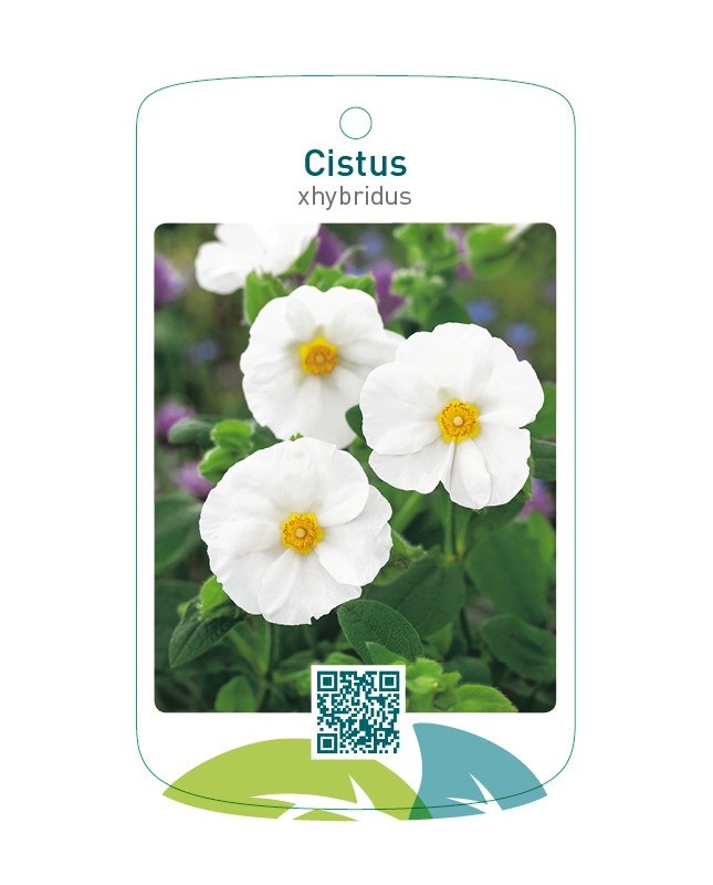 Cistus xhybridus