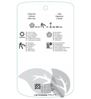 Etichette di Cistus xhybridus *