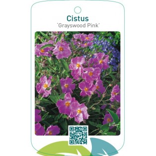 Cistus ‘Grayswood Pink’