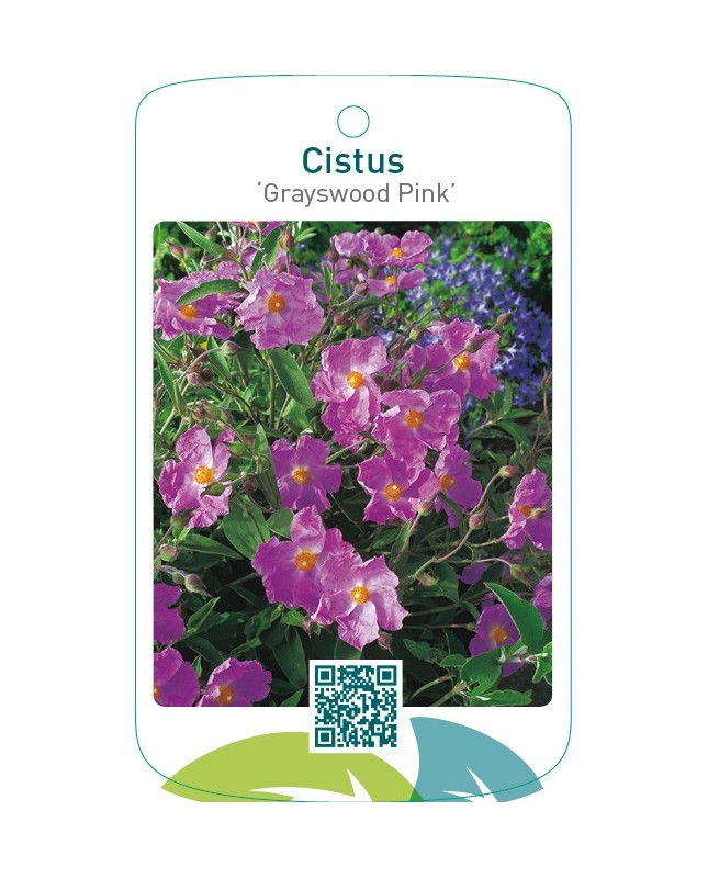 Cistus ‘Grayswood Pink’